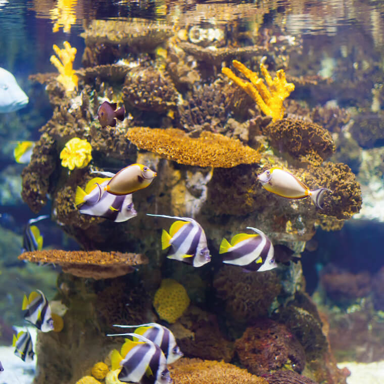 Oceanarium